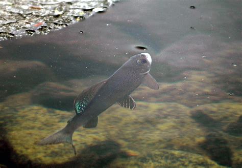 US judge blocks water pipeline in Montana that was meant to boost rare fish